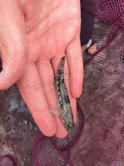 Bathygobius coalitus