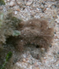 Polydectus cupulifer