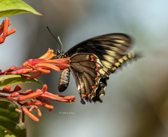 Battus polydamas lucayus