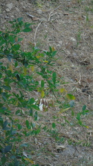 Crotalaria vitellina