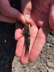 Bathygobius coalitus