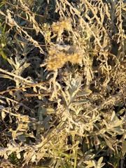 Pseudognaphalium microcephalum