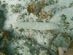 Holothuria whitmaei