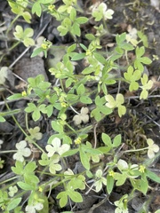Ranunculus hebecarpus