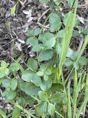 Lonicera subspicata denudata
