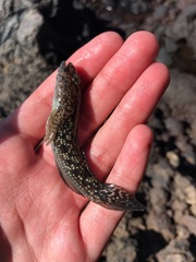 Bathygobius coalitus