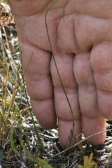 Comesperma defoliatum