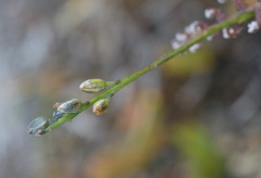Comesperma defoliatum