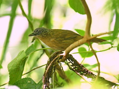Macronus striaticeps