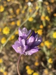 Dipterostemon capitatus capitatus