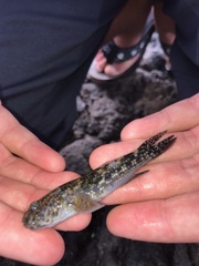 Bathygobius coalitus