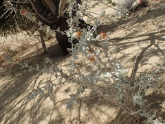 Brickellia incana