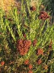 Eriogonum fasciculatum