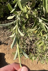 Salvia apiana × mellifera