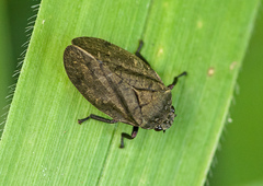 Zulia pubescens