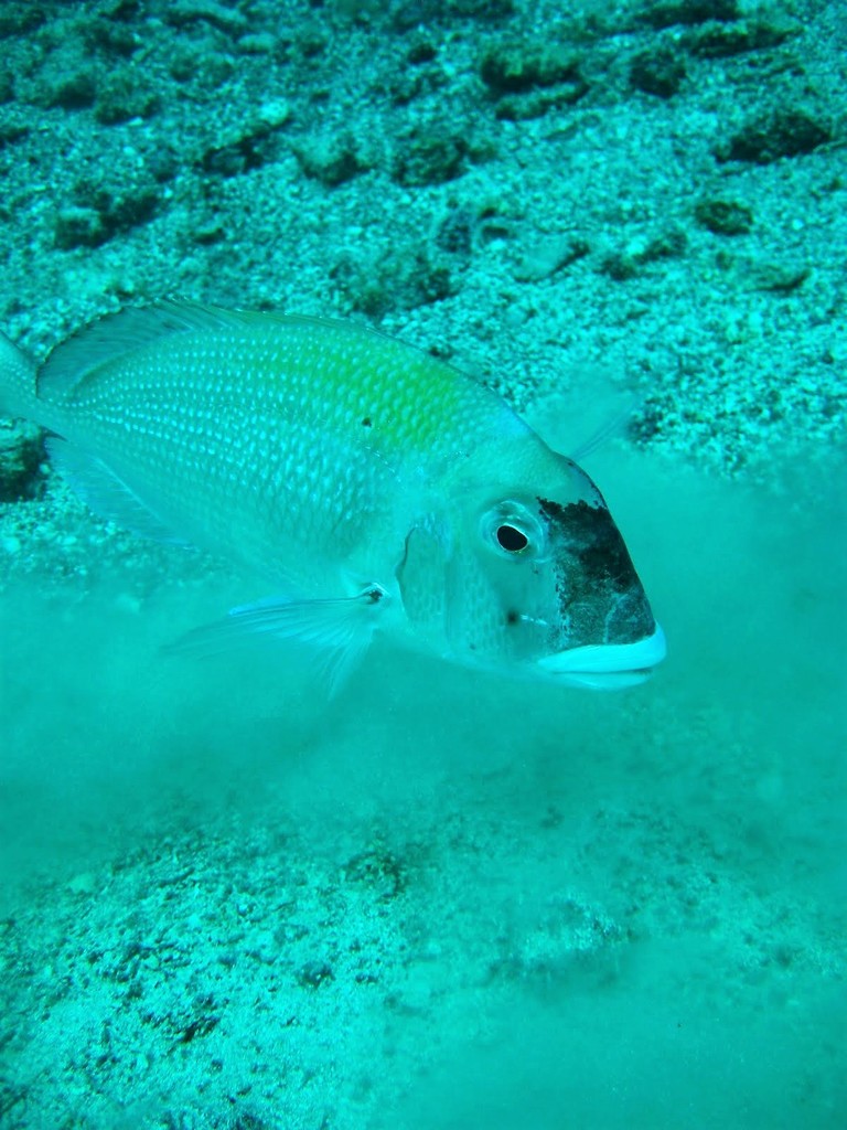 Pacific Porgy