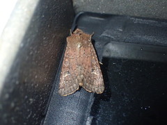 Ichneutica agorastis