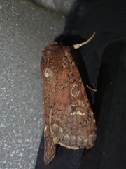 Ichneutica agorastis