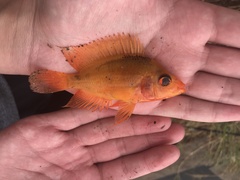 Amphilophus labiatus