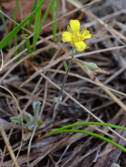 Physaria arenosa