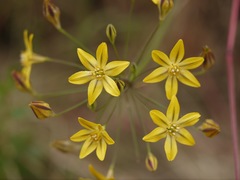 Triteleia ixioides ixioides
