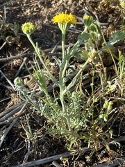 Chaenactis glabriuscula glabriuscula