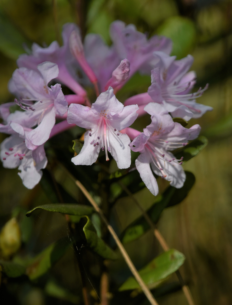 Chapman's Rhododendron