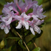 Rhododendron chapmanii - Photo (c) Erika Simons, μερικά δικαιώματα διατηρούνται (CC BY-NC), uploaded by Erika Simons