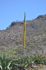 Agave vilmoriniana