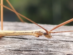 Austrosipyloidea carterus