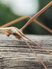 Austrosipyloidea carterus