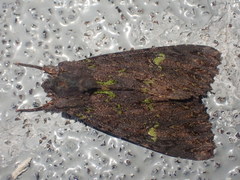 Meterana merope