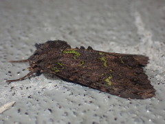 Meterana merope