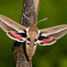 Seathorn Hawkmoth - Photo (c) Paul Cools, some rights reserved (CC BY-NC), uploaded by Paul Cools