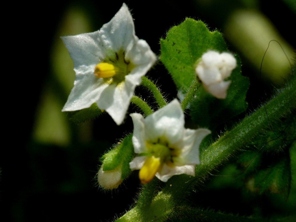 Solanum physalifolium — a medium houseplant, prefers full sun light