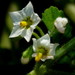 Solanum nitidibaccatum - Photo (c) harrylurling,  זכויות יוצרים חלקיות (CC BY-NC), הועלה על ידי harrylurling