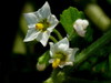 Green Nightshade - Photo (c) harrylurling, some rights reserved (CC BY-NC), uploaded by harrylurling