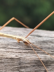 Austrosipyloidea carterus