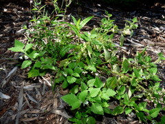 Solanum nitidibaccatum