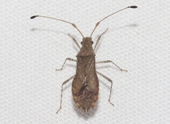 Madura perfida