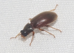 Pelonomus obscurus