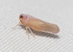 Omolicna