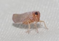 Omolicna