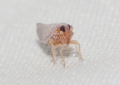 Omolicna