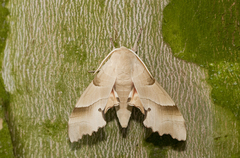 Marumba quercus