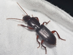 Stenomorphus californicus