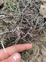 Castilleja thompsonii