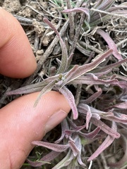 Castilleja thompsonii