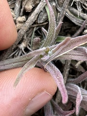 Castilleja thompsonii