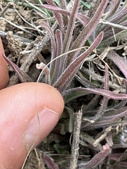 Castilleja thompsonii